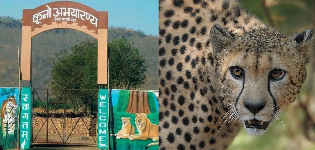 12 Cheetahs from South Africa Will be Relocated to MP’s Kuno National Park on 18 February