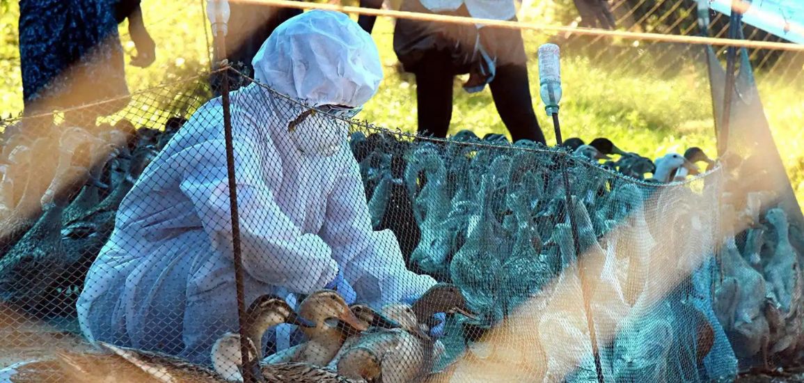 Bird Flu Outbreak in Kerala: The State on High Alert