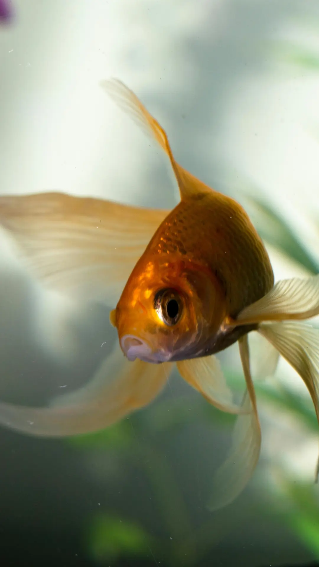 Top 10 Long-Lived Aquarium Fish